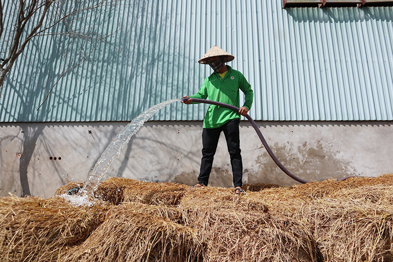 Lợi ích kép từ rơm